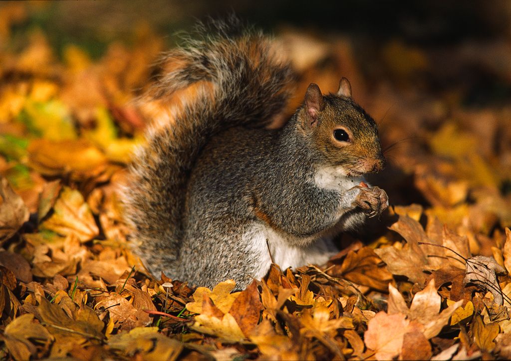 Grey Squirrel in Botanic Gardens