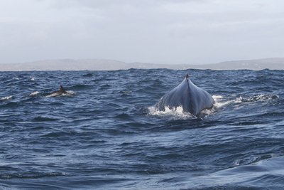 Humpback and dolphin 2