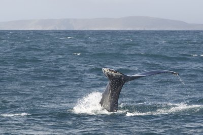 Humpback Cork 2
