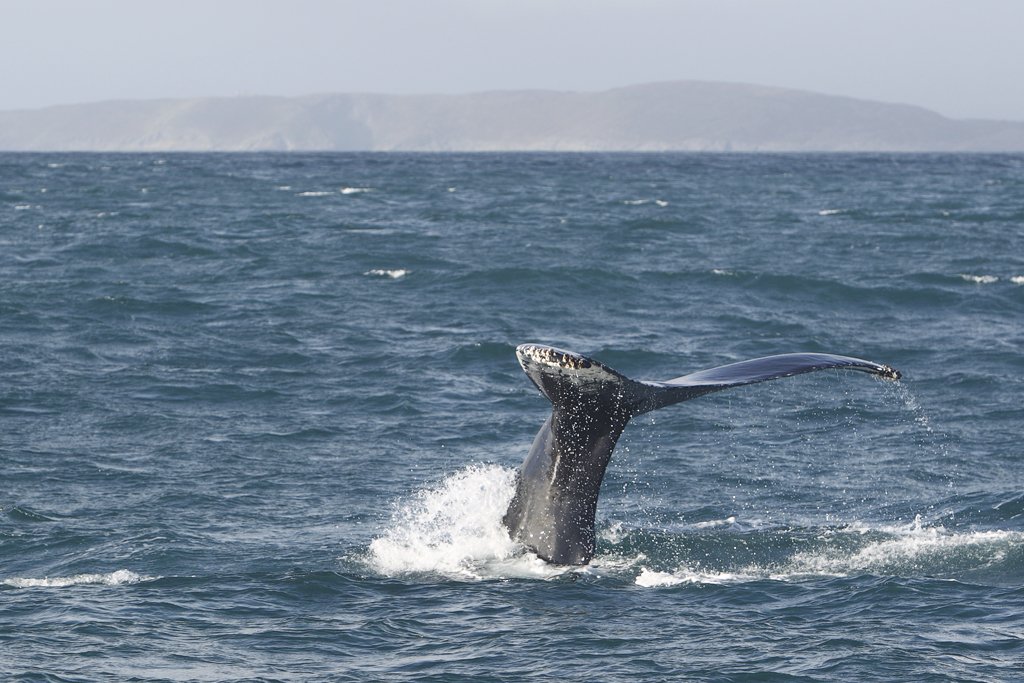 Humpback Whale Fluke