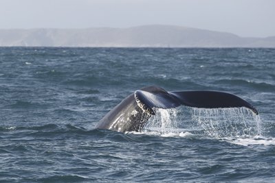 Humpback Cork 1