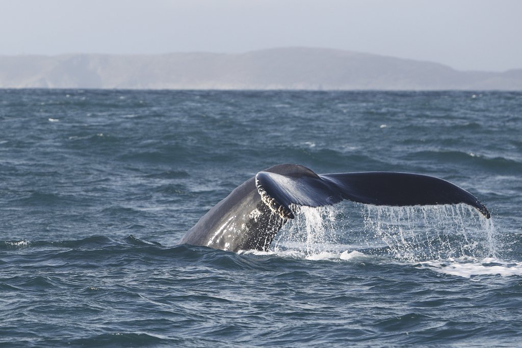 Humpback Whale Fluke