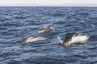 Common Dolphins