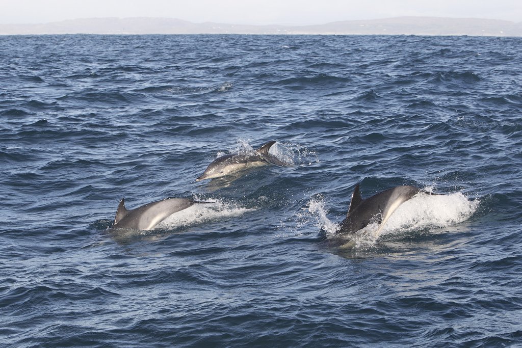Common Dolphins in Cork