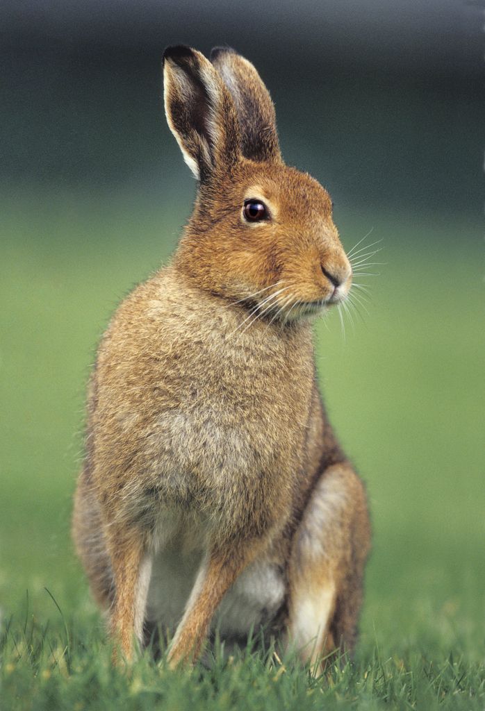 Irish Mountain Hare - Irish Wildlife & Nature Photography Irish Mountain Hare - Irish Wildlife & Nature Photography
