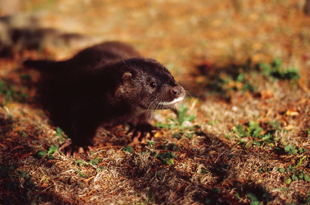 Young Otter