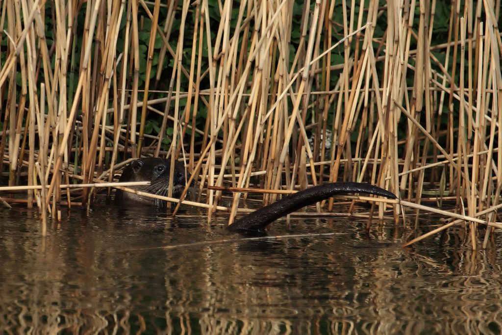 Eurasian Otter