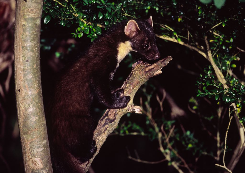Pine Marten, Co Meath