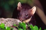 Pine Marten