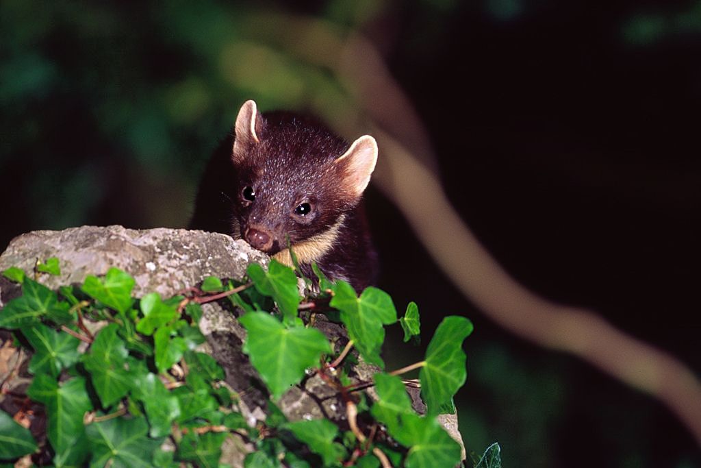 Pine Marten in Co Meath