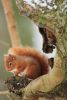 Red Squirrel