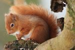 Red Squirrel