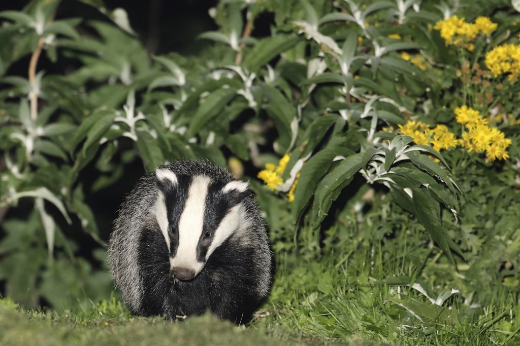 Badger Emerges from Forest