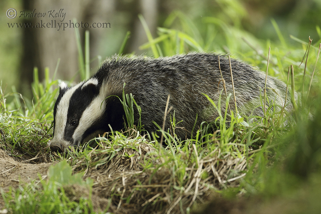 Badger Walking Through Grass