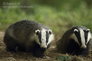 Two Badgers