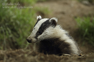 Female Badger