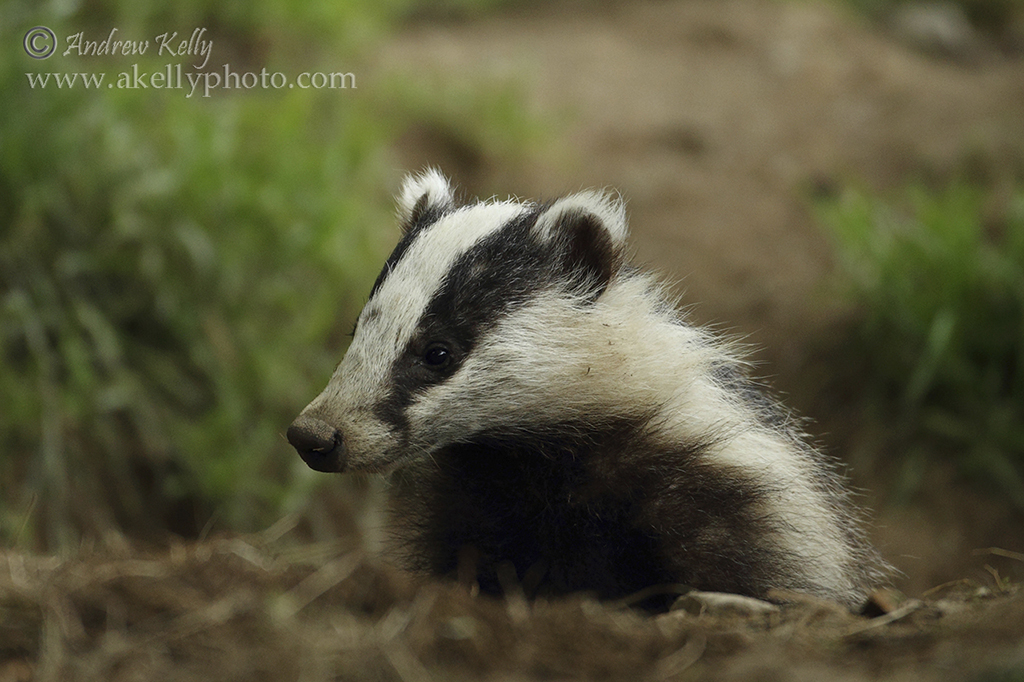 Badgers