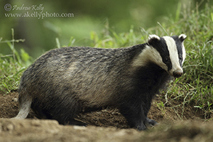 Badger Dominant Boar 