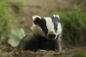 Badger with Dirty Nose