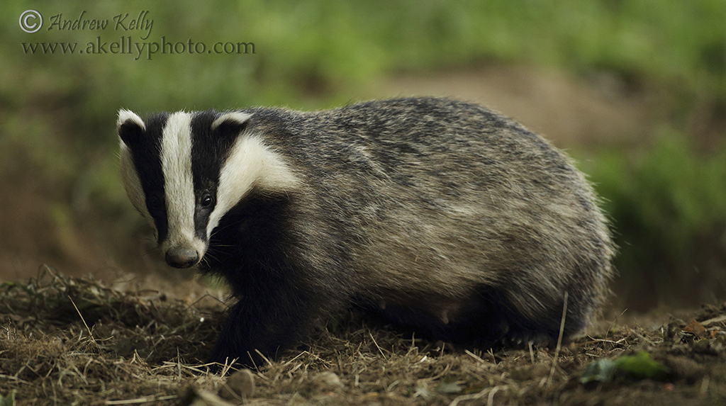 Badger Side On