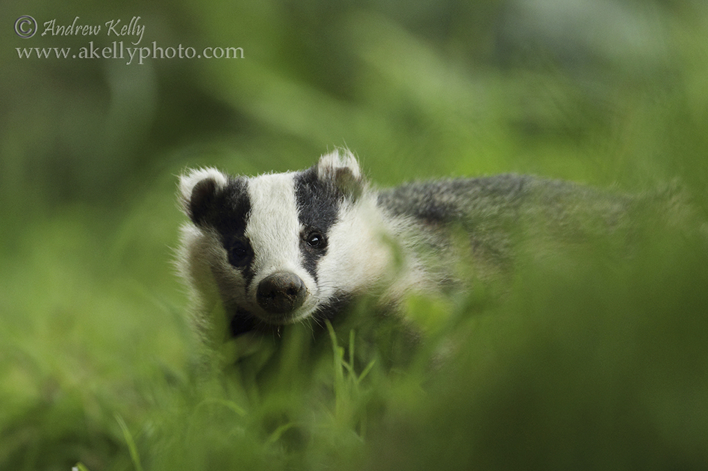 Badger in Green Grass