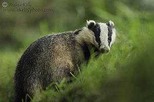 Badger Looking Back