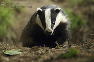 Badger Appears From Sett