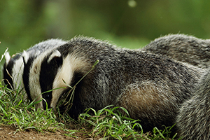 Badger Clan