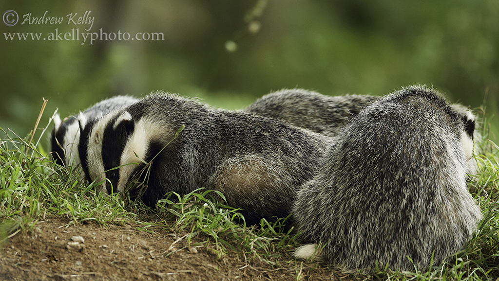 Badger Clan