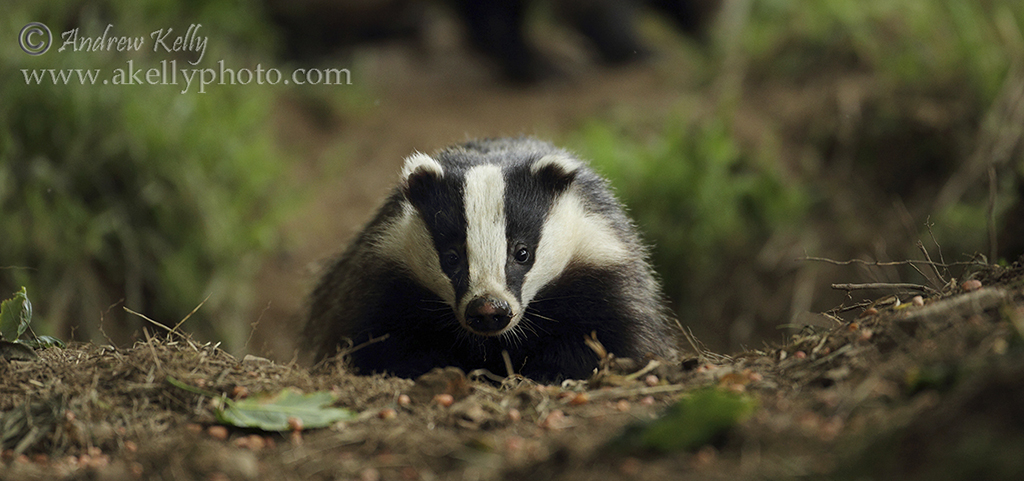 Badger and Peanuts