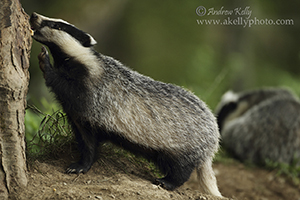 Badger Finds Peanut Butter