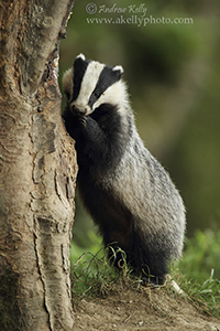 Badger Looking Shy