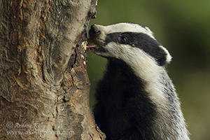 Badger Licking Peanut Butter 