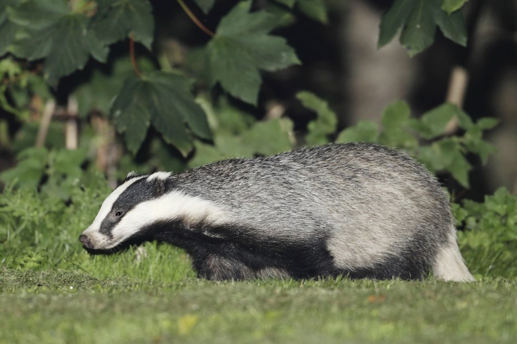 Badger Side View