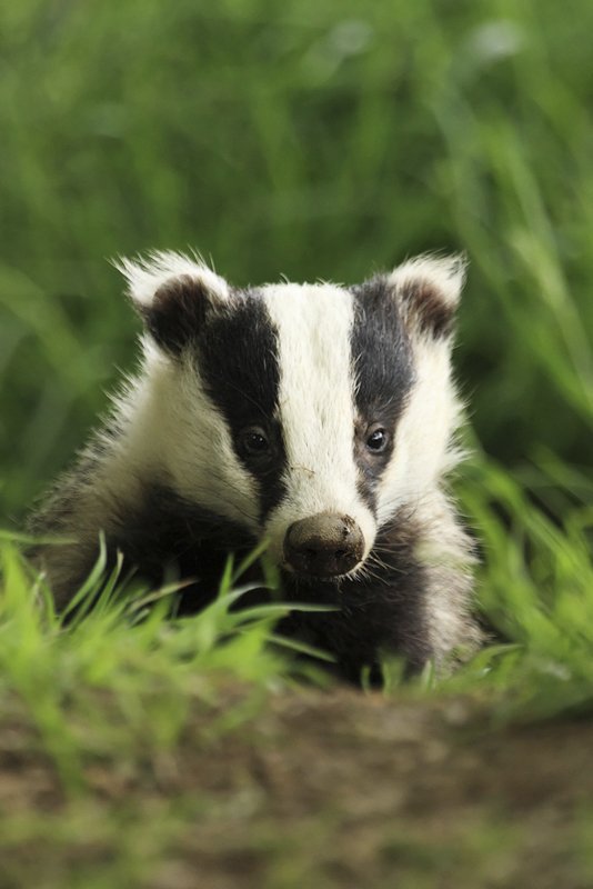 Badger Emerging From Sett