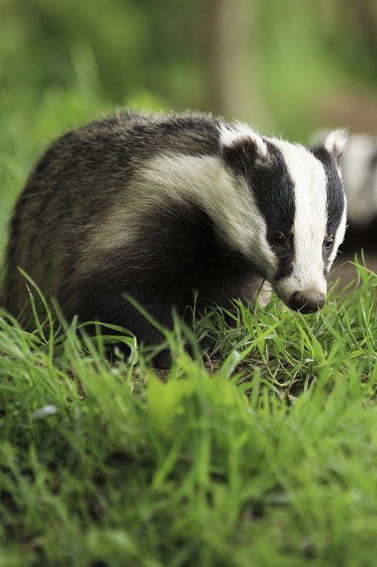 Badger Leaving Sett