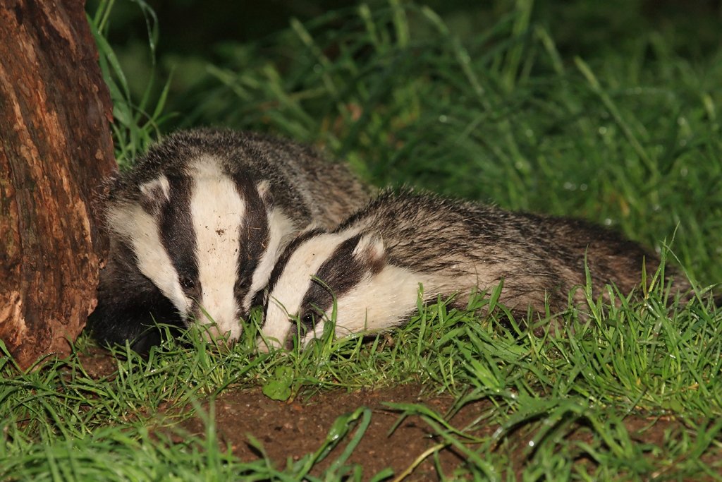 Two Badgers looking for Food 