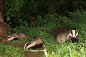 Three Badgers at Entrace to Sett