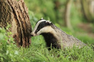 Badger
