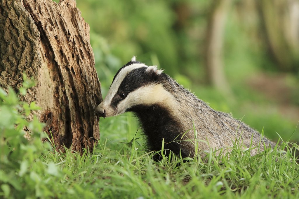 Badger by Tree