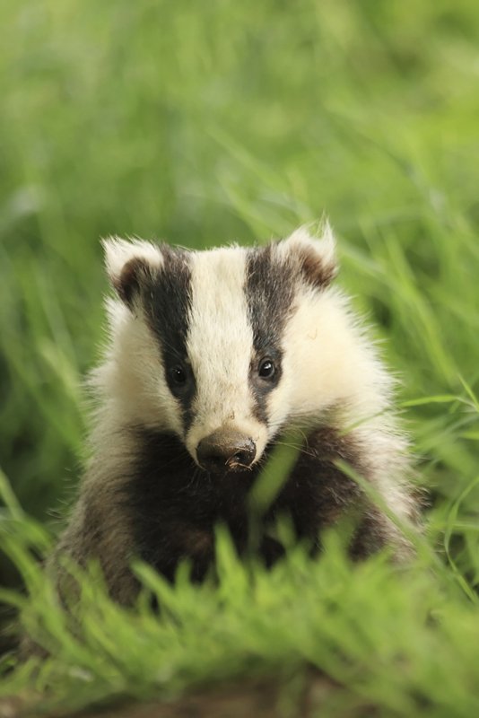 Female Badger