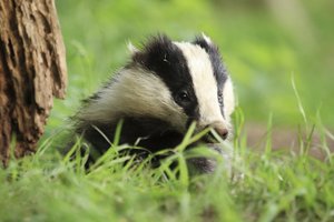 Badger Emerging Through Grass
