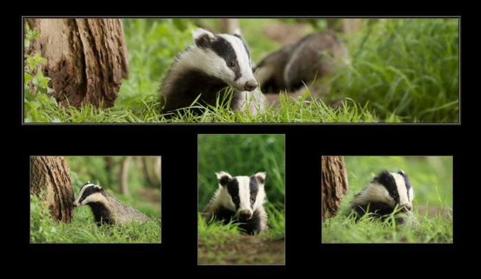 Badger Gallery