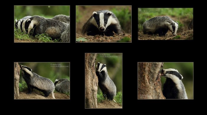 Dublin City Badgers