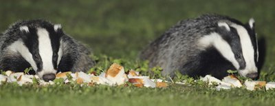 Dublin Badgers 