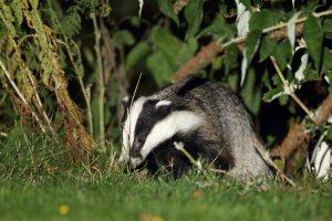 dublin Park Badgers