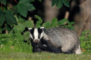 dublin Park Badgers