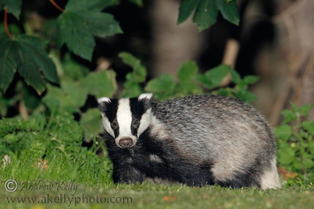Dublin Park Badgers