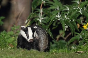 dublin Park Badgers