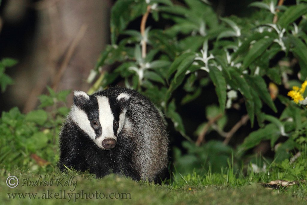 Dublin Park Badgers